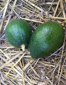 ОРАНЖЕРИИ ГИМЕЛ